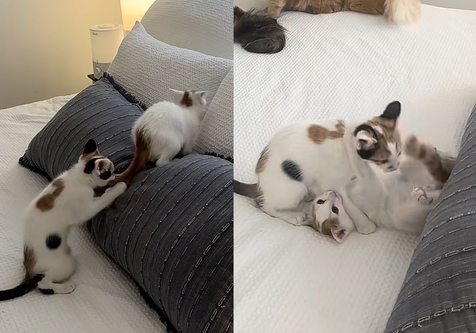 bonded kittens playful