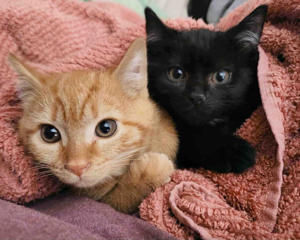 bonded kittens snuggles