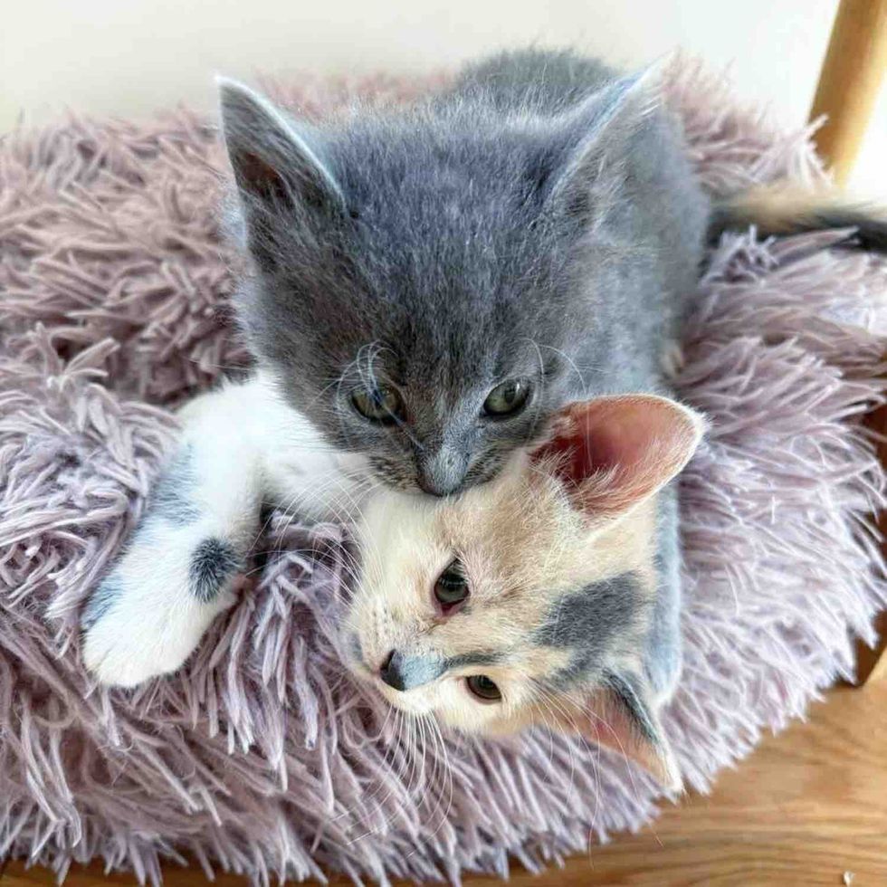 bonded kittens snuggles
