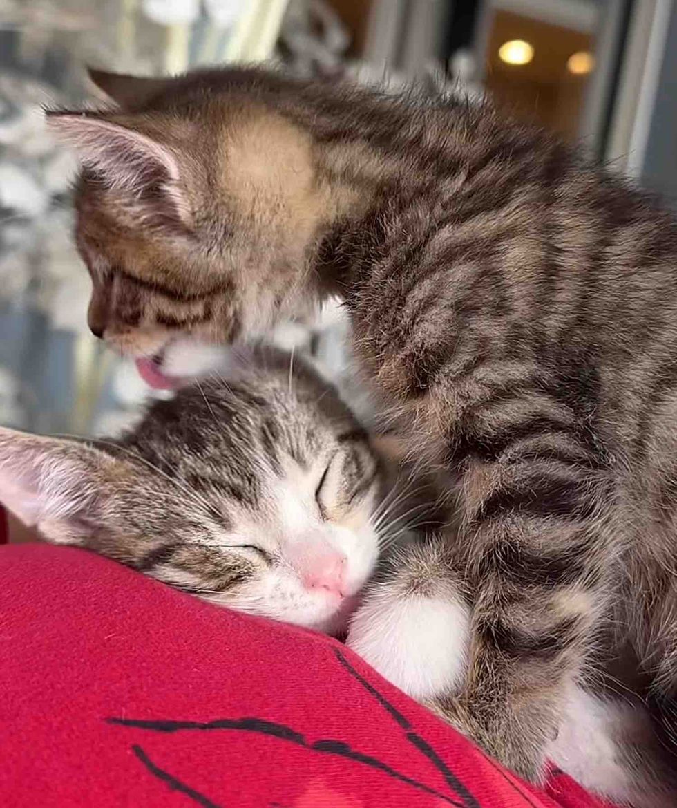 bonded kittens snuggly