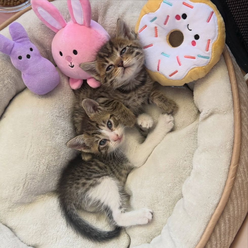 bonded kittens tabbies