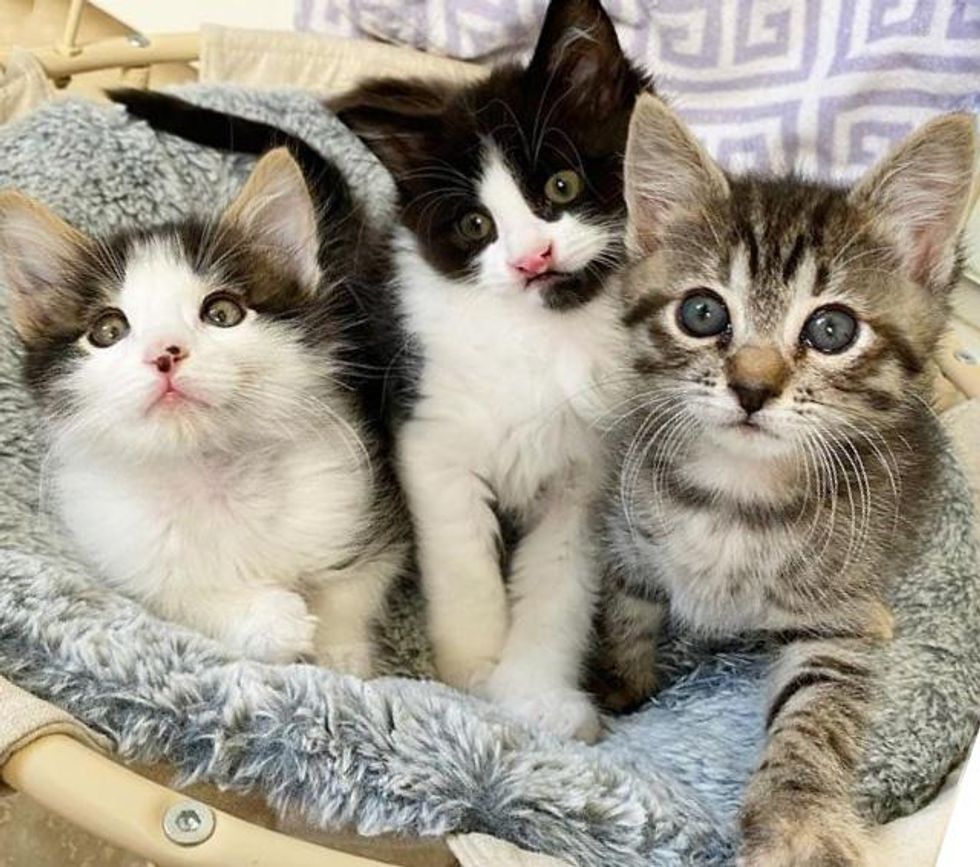 bonded kittens trio
