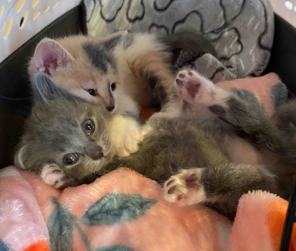 bonded kittens