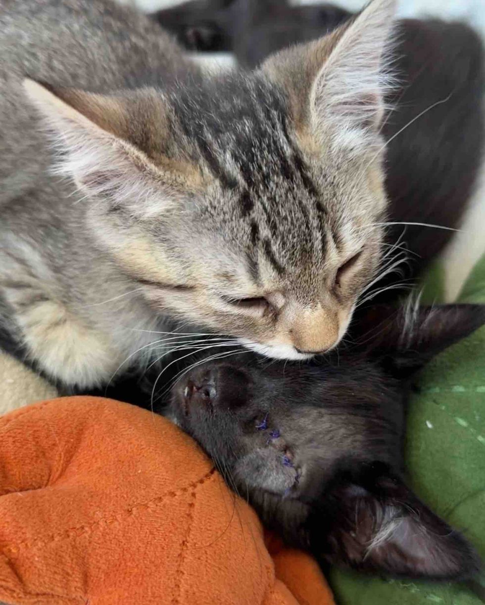 bonded snuggly kittens
