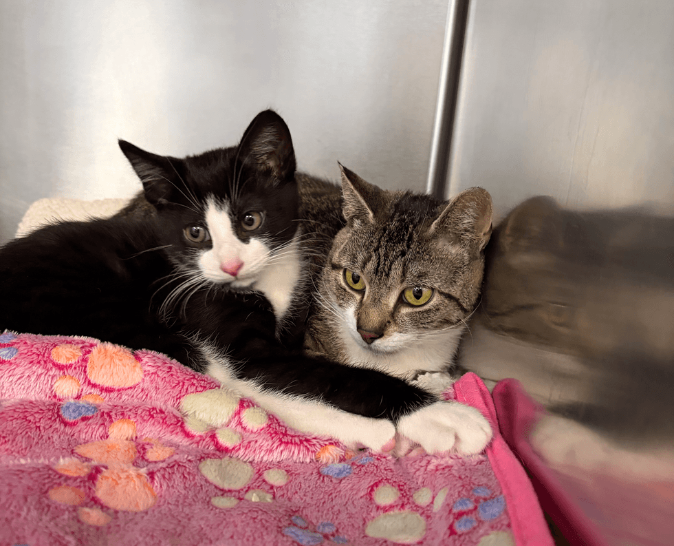 Both cats lying close on the pink paw print blanket]