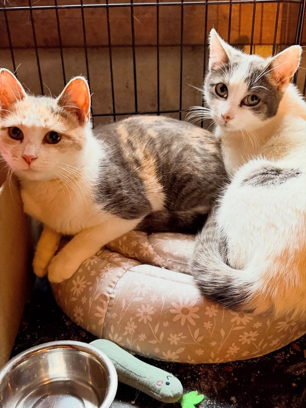 Both cats on floral cat bed in cage, looking at camera together