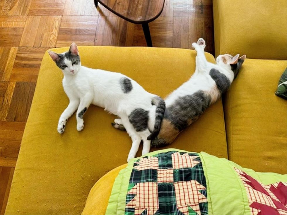 Both cats on yellow sofa in forever home, one stretched out and the other forming a V, legs to legs