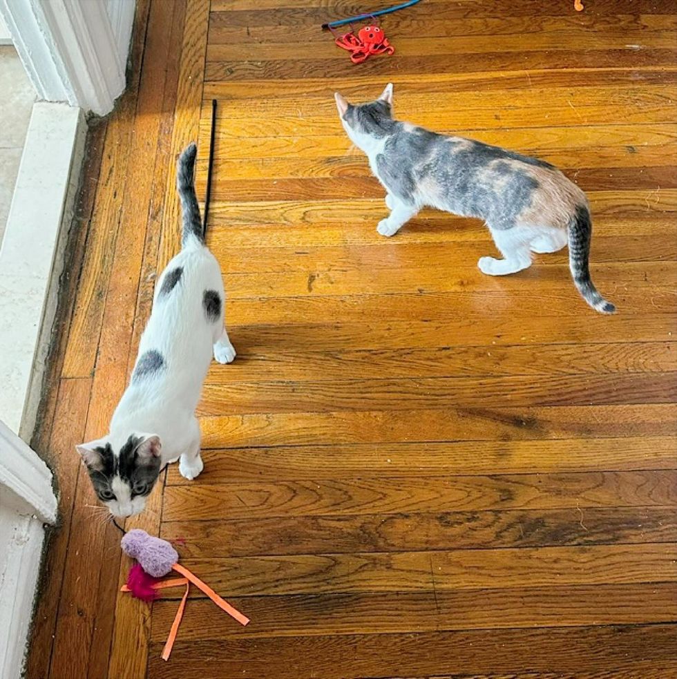 Both cats playing with toys in new home on wood floor