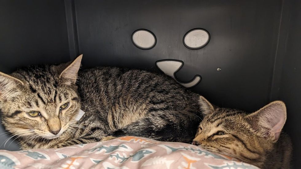 bother kittens cuddling together