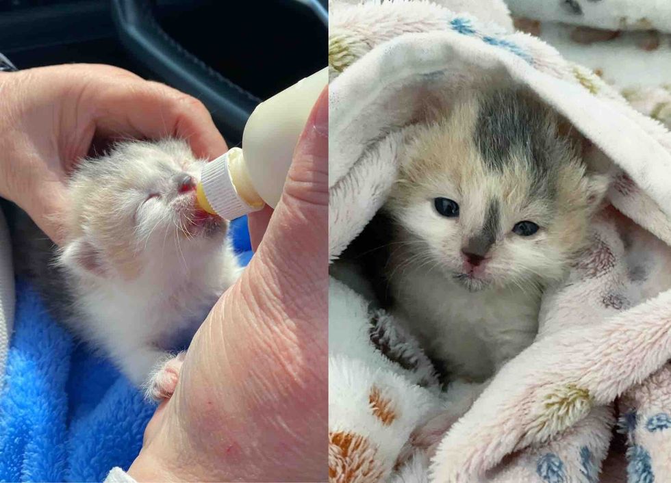 bottle feeding calico kitten