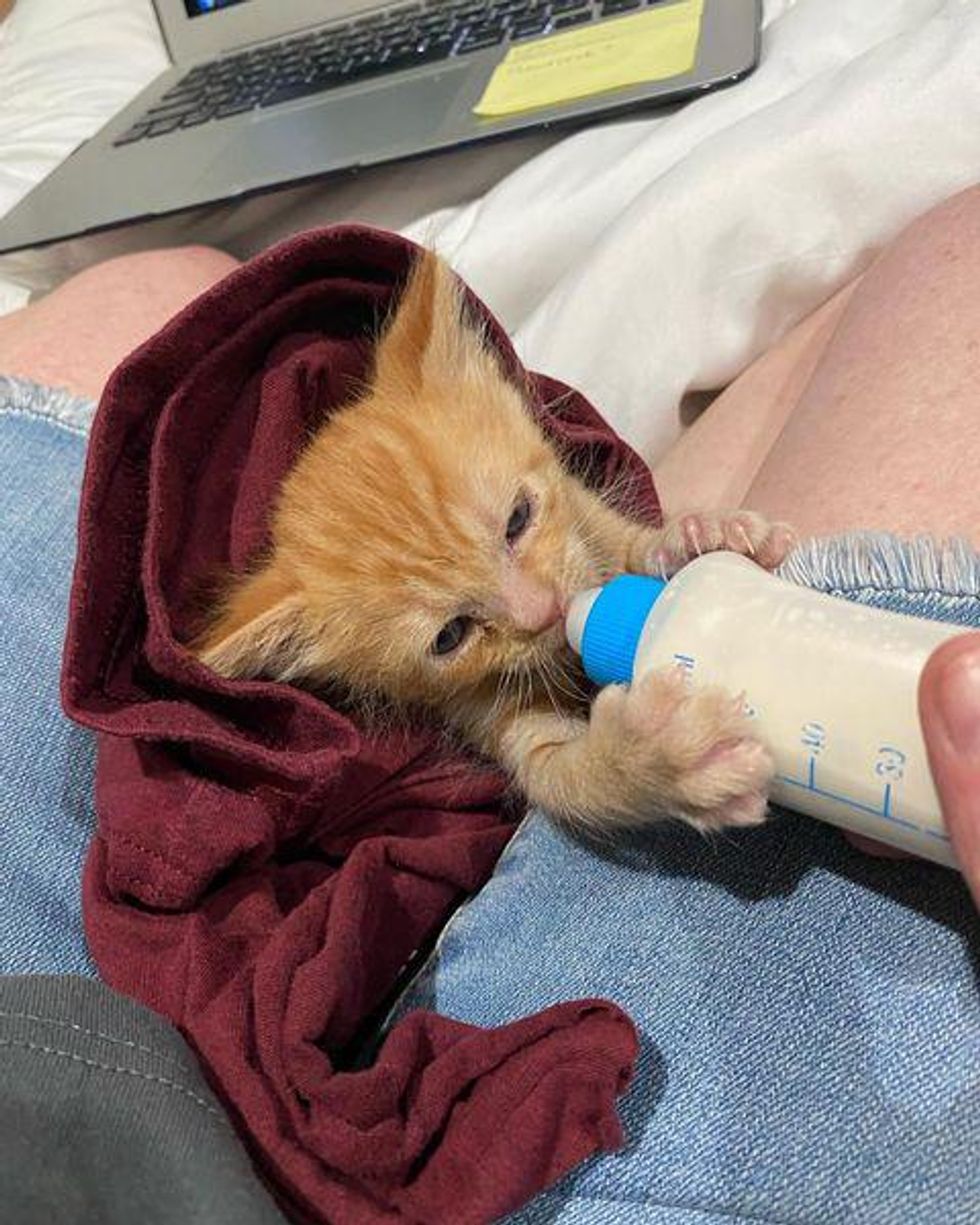 bottle feeding kitten