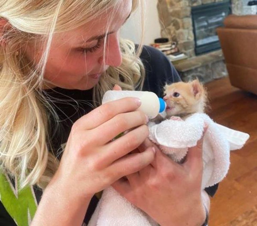 bottle feeding kitten