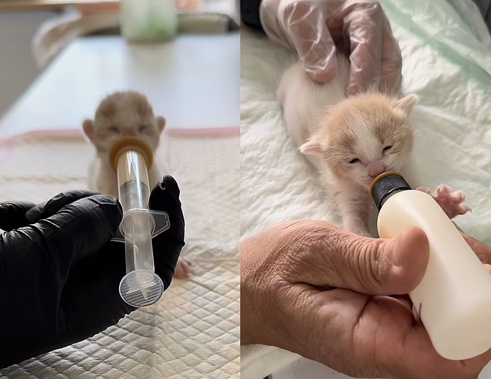 bottle feeding kitten