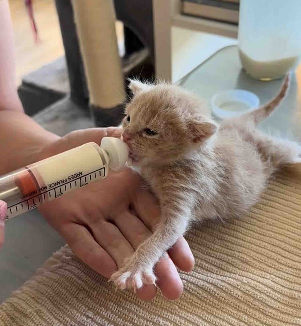 bottle feeding newborn orange kitten