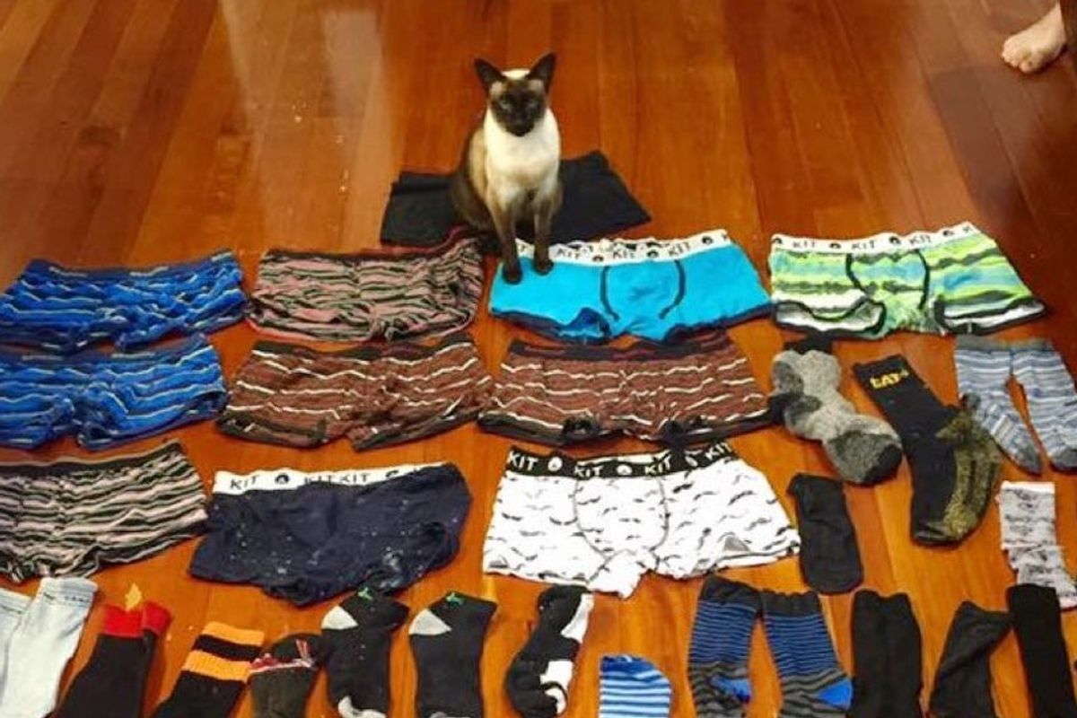 brigit cat burglar steal men's underwear and socks