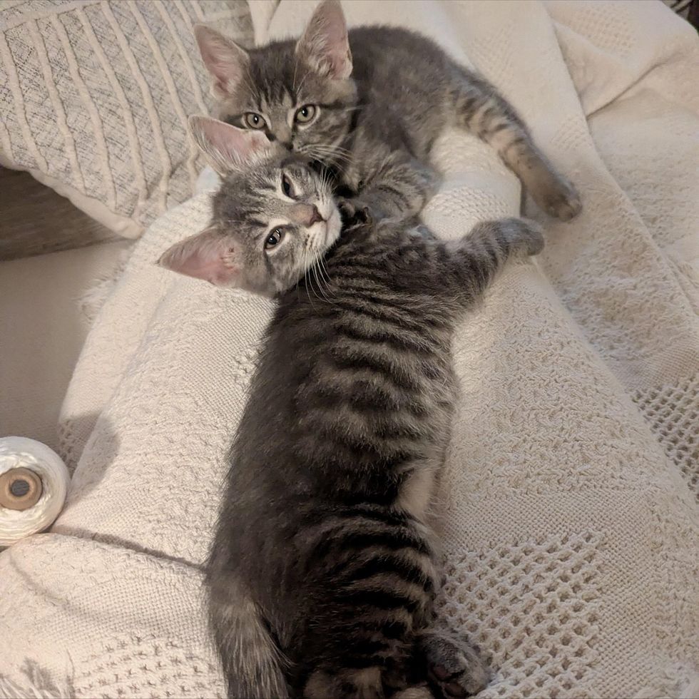 brother kittens cuddles