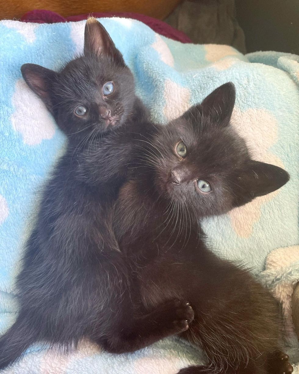 brother kittens snuggle