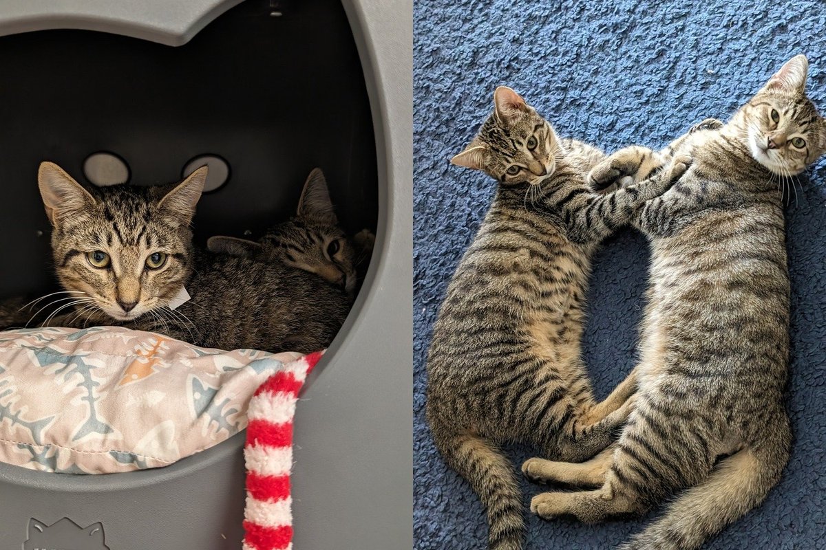 brother tabby kittens