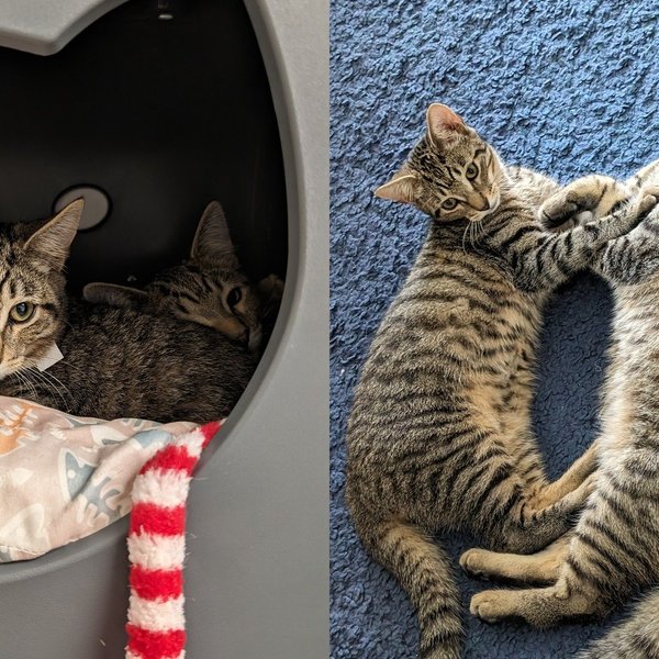 brother tabby kittens