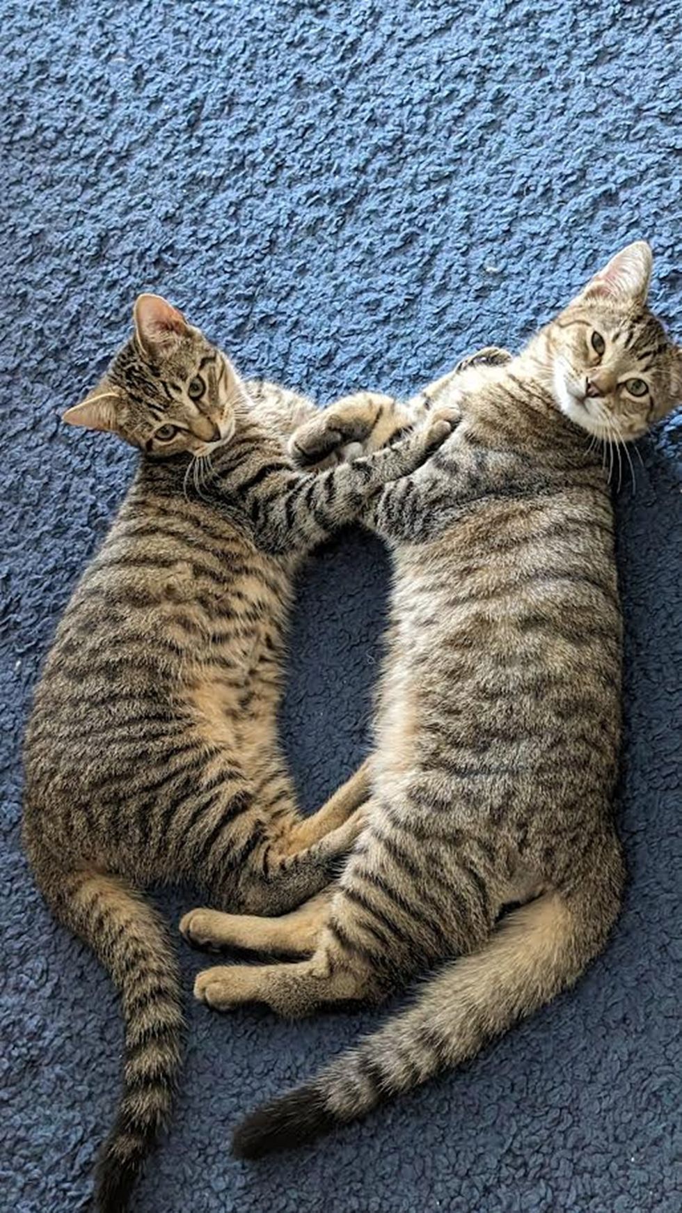 brotherly kitten love