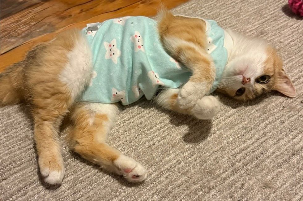 Brown and white mother cat lounging on her back in soft star-print pajamas