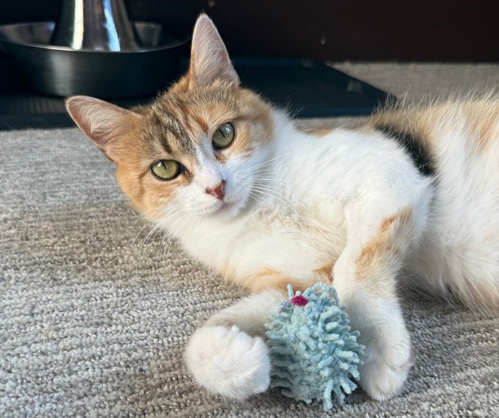 Brown and white mother cat lying on her side, batting at a fuzzy toy while looking at camara