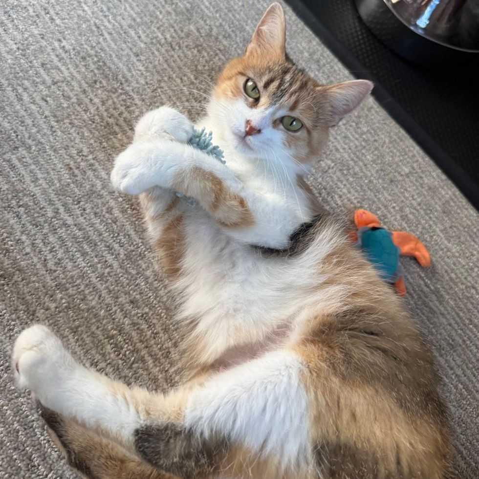 Brown and white mother cat on her back, paws up, batting at a toy