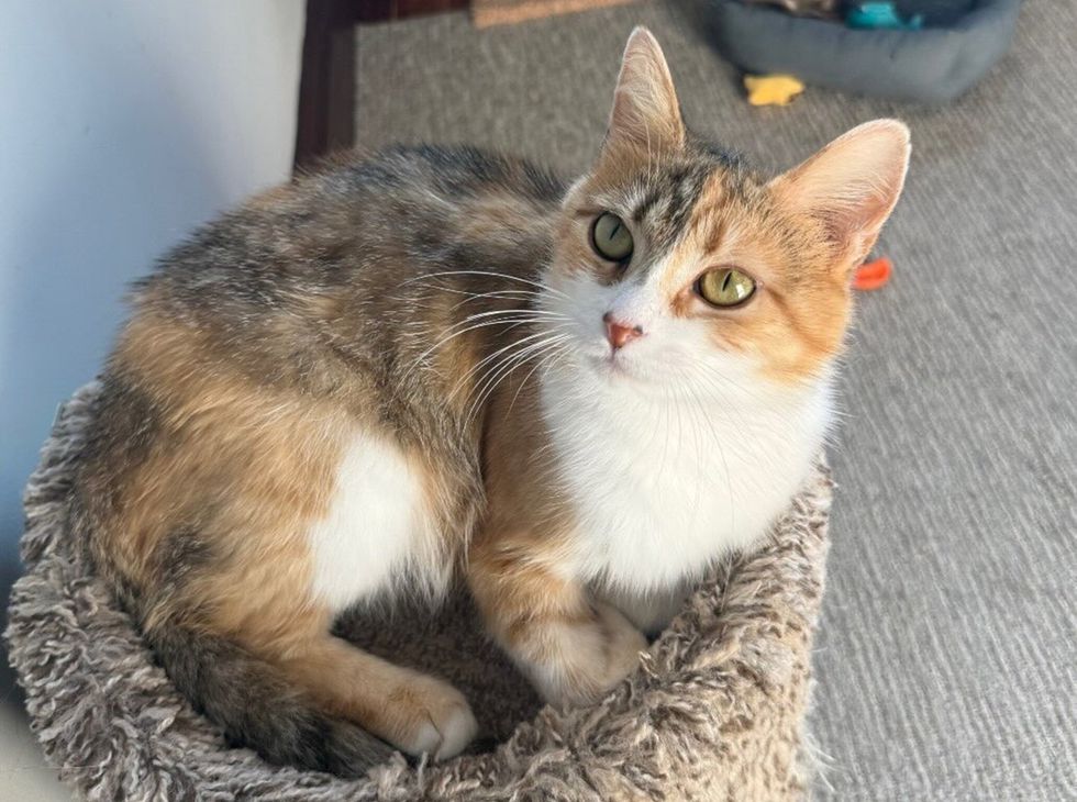 Brown and white mother cat sitting upright in a soft bed, looking directly at the camera