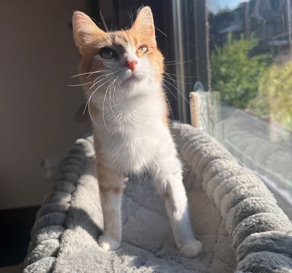 Brown and white mother cat standing alert on a window perch, looking out