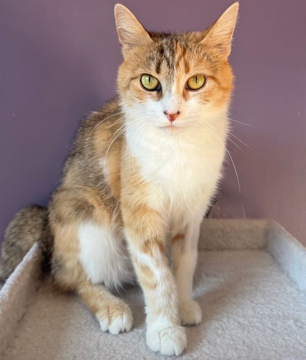 Brown and white mother cat standing regal on a cat perch looking intensly at the camera
