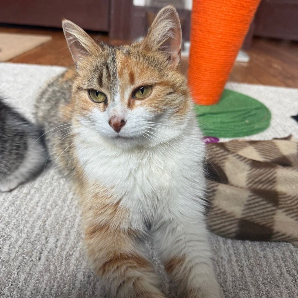 Brown and white mother cat stretched up upright on a carpet