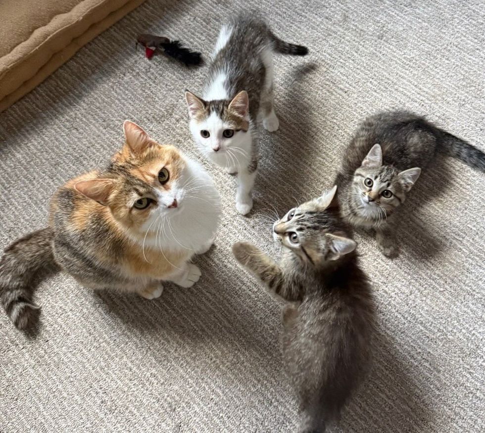 Brown and white mother cat with her three kittens gathered around her, all looking up