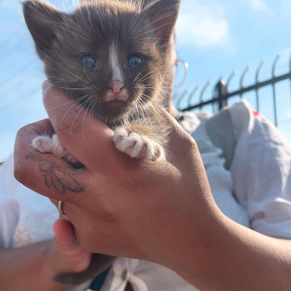brown kitten parking lot