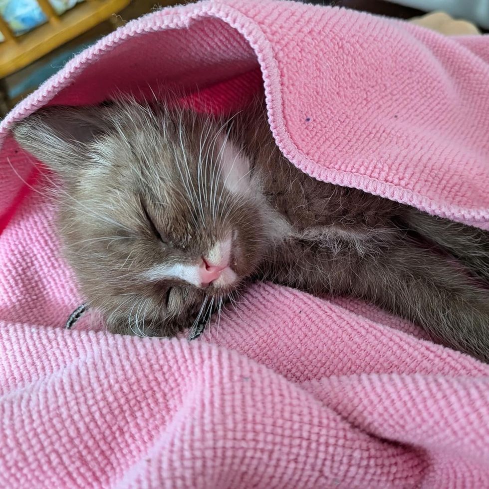 brown kitten sleeping
