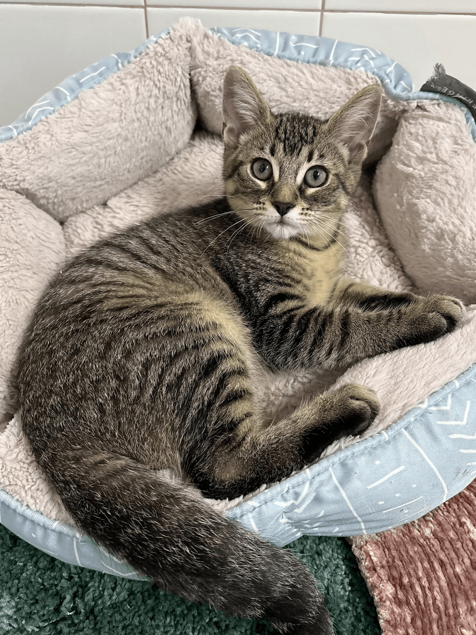 Brown tabby cat resting on a cat bed wide eyese looking at the camera.