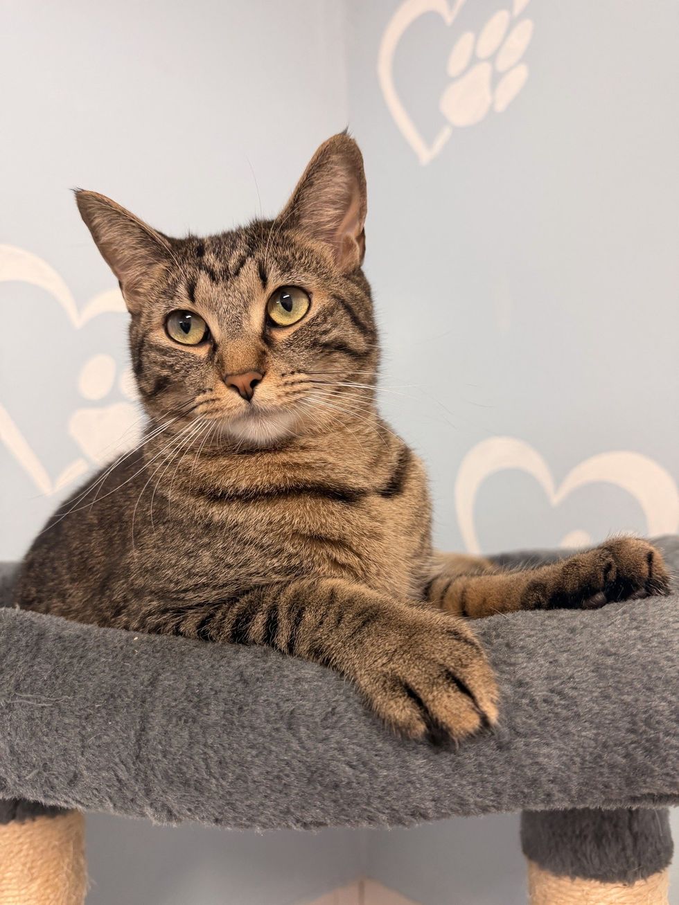 Brown tabby cat sitting peacefully on a gray cat tree looking out.