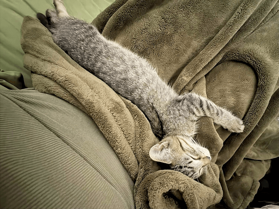 Brown tabby cat stretched out fast asleep on a soft green blanket.