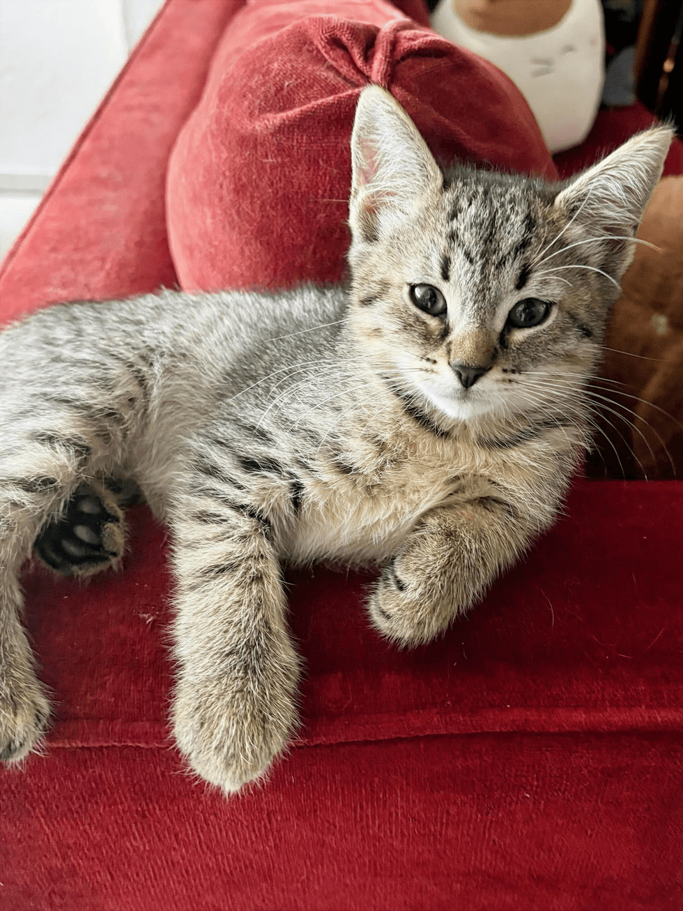 Brown tabby kitten sitting on a red sofa looking sweet at the camera