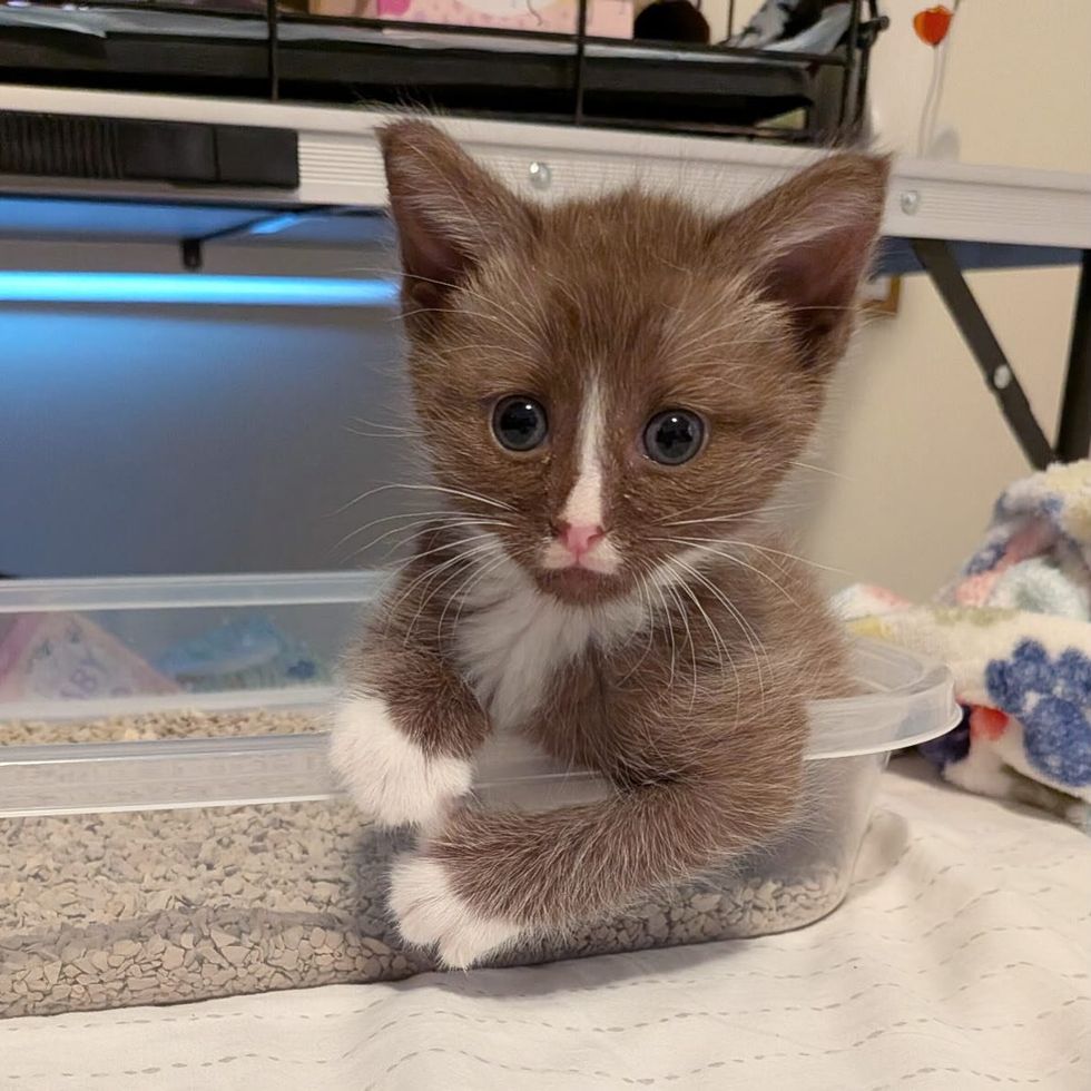 brown tuxedo kitten