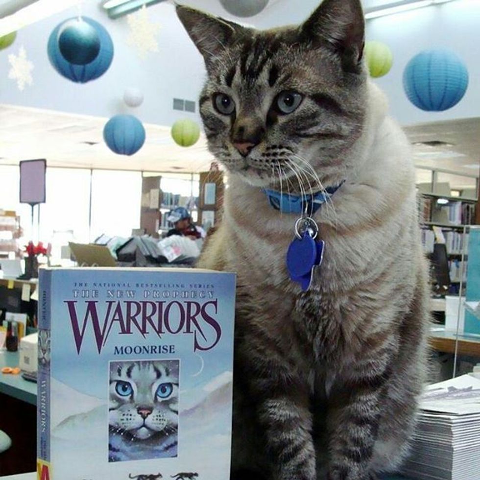 browser library cat removed by city council