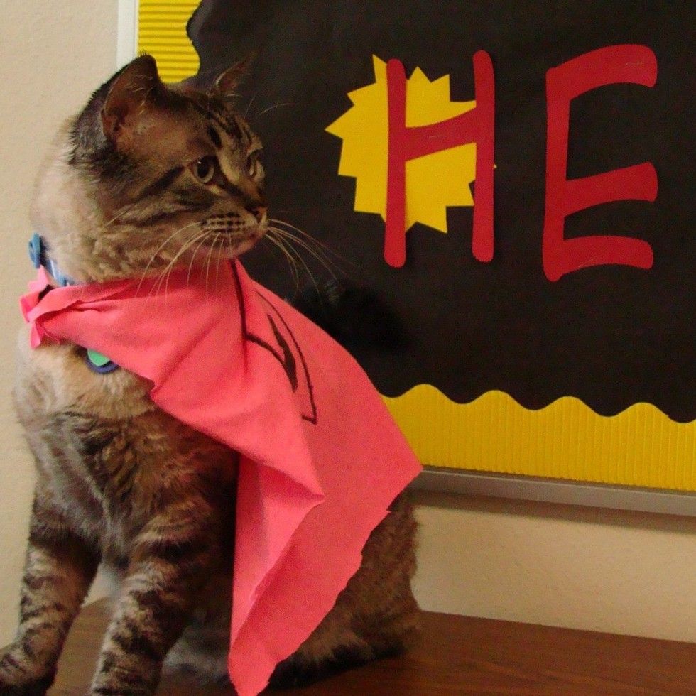 browser library cat removed by city council