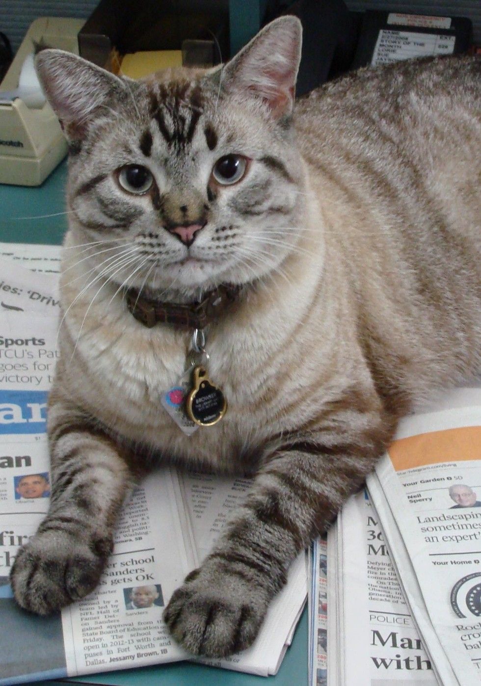 browser library cat removed by city council