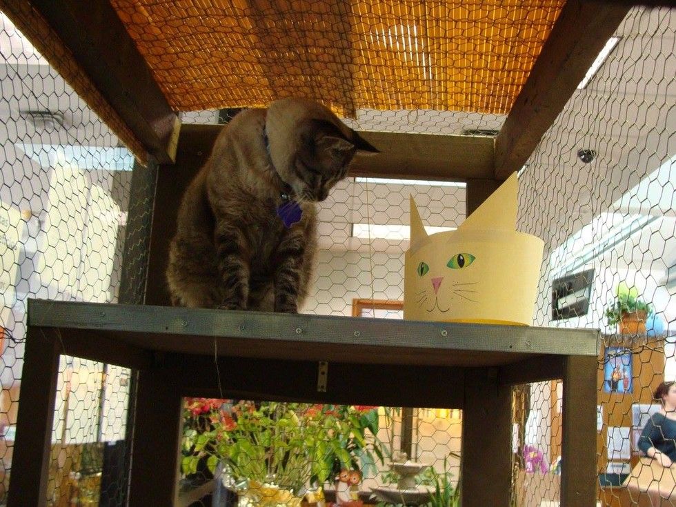 browser library cat removed by city council