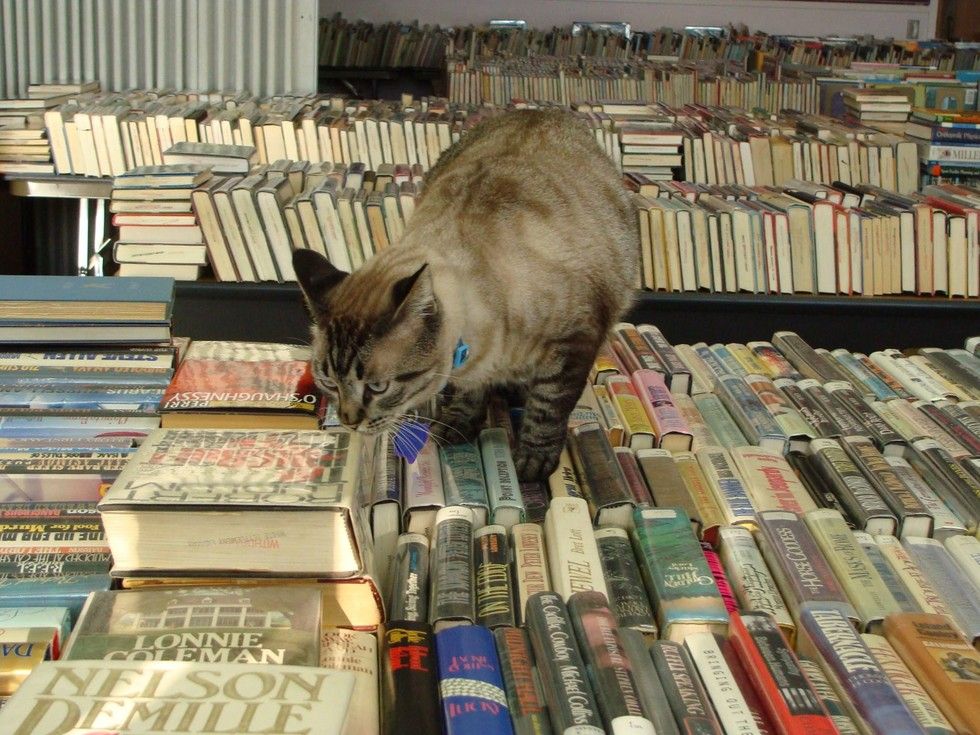 browser library cat removed by city council