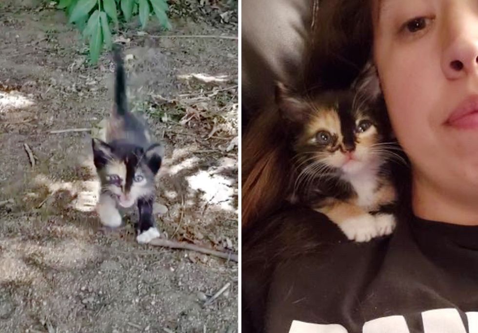 bush kitten, calico kitten, shoulder kitten