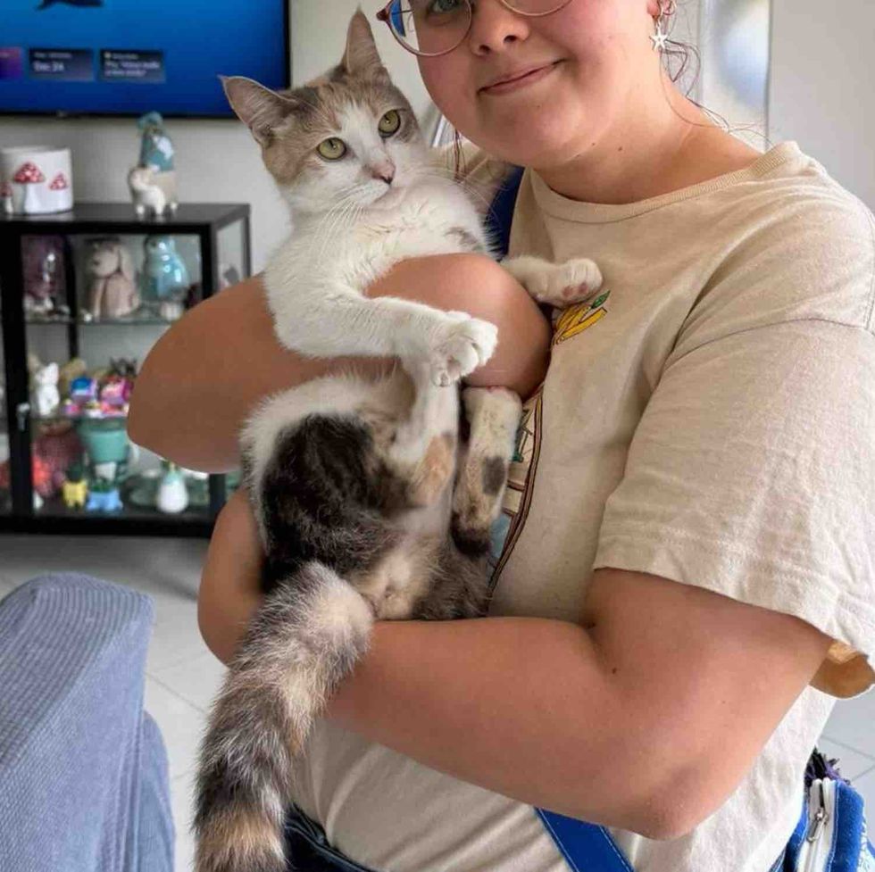 calico cat adopted