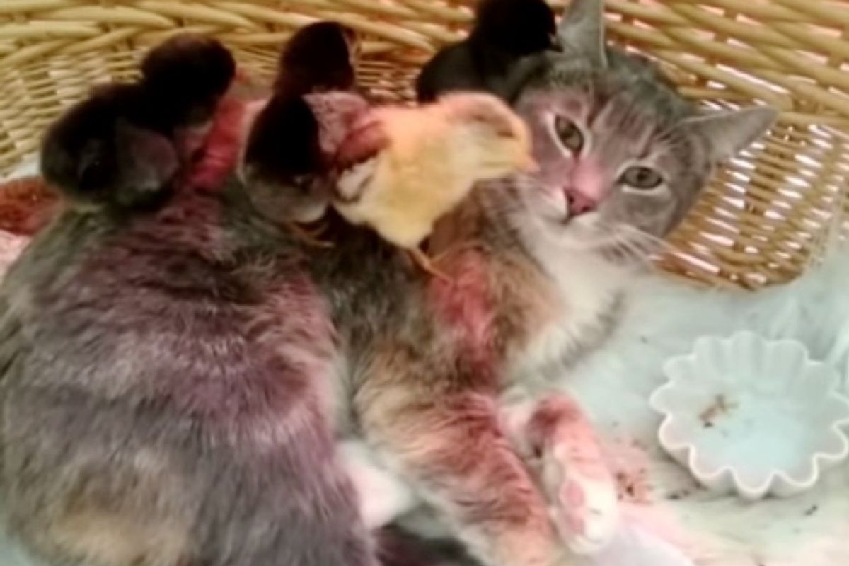calico cat adopts 4 chicks