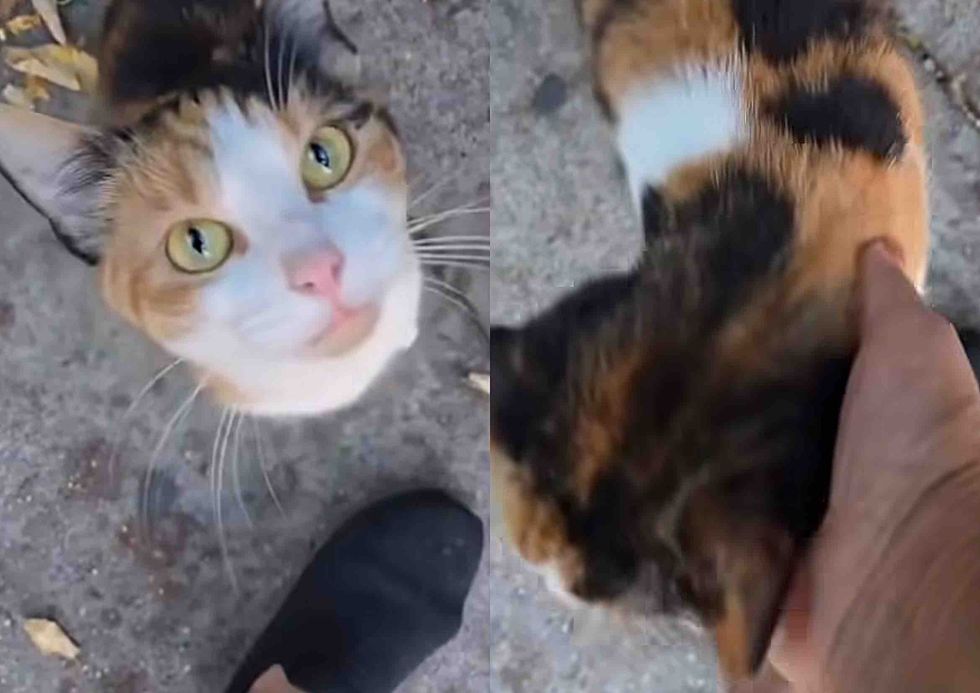 calico cat asking attention