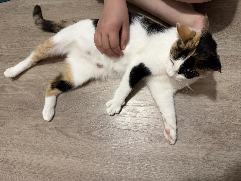 calico cat attention seeker