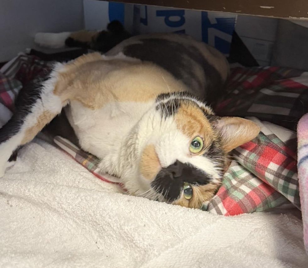 calico cat being cute